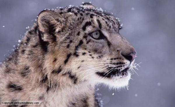 A magnificent snow leopard 
